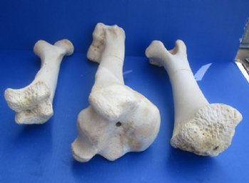 17 to 21 inches Authentic African Giraffe Femur Leg Bones <font color=red> Wholesale</font>  - 4 @ $50 each