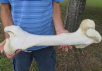 17 to 21 inches Authentic African Giraffe Femur Leg Bones <font color=red> Wholesale</font> -2 @ $55.00 each;