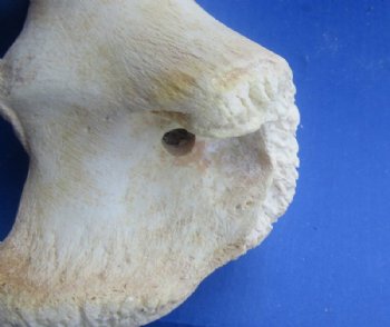 17 to 21 inches Authentic African Giraffe Femur Leg Bone - $69.99 each