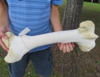 17 to 21 inches Authentic African Giraffe Femur Leg Bones <font color=red> Wholesale</font> -2 @ $55.00 each;