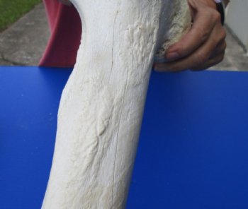 17 to 21 inches Authentic African Giraffe Femur Leg Bones <font color=red> Wholesale</font>  - 4 @ $50 each