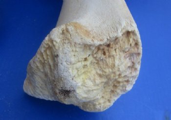 17 to 21 inches Authentic African Giraffe Femur Leg Bone - $69.99 each