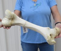 17 to 21 inches Authentic African Giraffe Femur Leg Bones <font color=red> Wholesale</font> -2 @ $55.00 each;