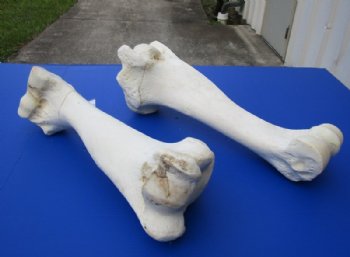 17 to 21 inches African Giraffe Humerus Bones <font color=red> Wholesale</font> - 2 @ $55.00 each