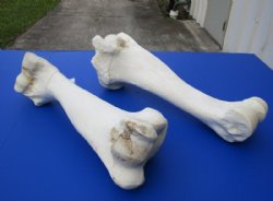 17 to 21 inches African Giraffe Humerus Bones <font color=red> Wholesale</font> - 2 @ $55.00 each