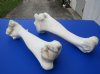 17 to 21 inches <font color=red> Wholesale</font> African Giraffe Humerus Bones for Sale from the Upper Legs  - Case of 3 @ $40.00 each
