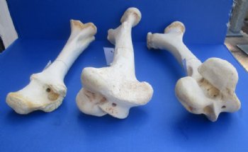 17 to 21 inches African Giraffe Humerus Bones <font color=red> Wholesale</font> - 2 @ $55.00 each