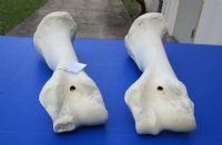 17 to 21 inches African Giraffe Humerus Bones <font color=red> Wholesale</font> - 4 @ $50.00 each