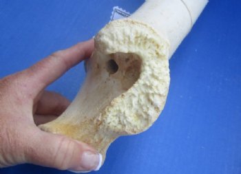 17 to 21 inches African Giraffe Humerus Bones <font color=red> Wholesale</font> - 4 @ $50.00 each