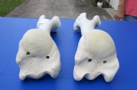 17 to 21 inches African Giraffe Humerus Bones <font color=red> Wholesale</font> - 4 @ $50.00 each