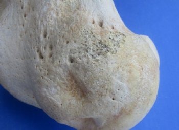 17 to 21 inches African Giraffe Humerus Bones <font color=red> Wholesale</font> - 4 @ $50.00 each