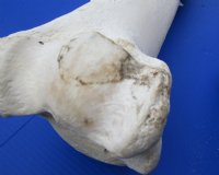 17 to 21 inches African Giraffe Humerus Bones <font color=red> Wholesale</font> - 4 @ $50.00 each