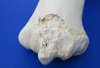 17 to 21 inches African Giraffe Humerus Bones <font color=red> Wholesale</font> - 4 @ $50.00 each