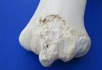 17 to 21 inches African Giraffe Humerus Bones <font color=red> Wholesale</font> - 2 @ $55.00 each