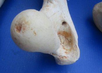 17 to 21 inches African Giraffe Humerus Bones <font color=red> Wholesale</font> - 4 @ $50.00 each