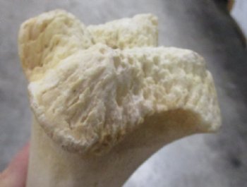 17 to 21 inches African Giraffe Humerus Bones <font color=red> Wholesale</font> - 2 @ $55.00 each