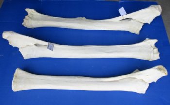 33 to 39 inches African Giraffe Radius Bone with Ulna <font color=red> Wholesale</font> for $135 each; 3 @ 125.00 each  (Delivery Signature Required)