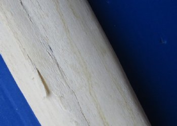 33 to 39 inches African Giraffe Radius Bone with Ulna <font color=red> Wholesale</font> for $135 each; 3 @ 125.00 each  (Delivery Signature Required)