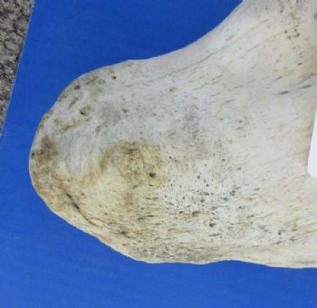 33 to 39 inches African Giraffe Radius Bone with Ulna <font color=red> Wholesale</font> for $154.99 each; 3 @ 140.00 each  (Delivery Signature Required)