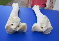 21 to 26 inches African Giraffe Tibia Leg Bones <font color=red> Wholesale</font> - 2 @ $90.00 each; 3 @ $80.00 each