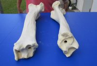 21 to 26 inches African Giraffe Tibia Leg Bones <font color=red> Wholesale</font> - 2 @ $90.00 each; 3 @ $80.00 each