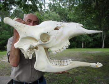 Giraffe Skull