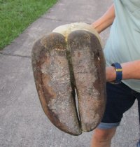 20 to 24 inches tall Taxidermy Giraffe Foot with Hoof - $89.99