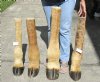 24 to 30 inches tall <font color=red> Wholesale</font> Taxidermy Giraffe Foot with Hoof - Pack of 2 @ $70.00 each