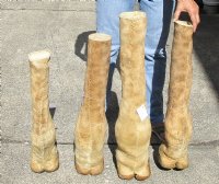 20 to 24 inches tall Taxidermy Giraffe Foot with Hoof - $89.99