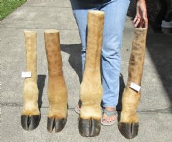 24 to 30 inches tall Taxidermy Giraffe Foot with Hoof <font color=red> Wholesale</font> - 2 @ $75.00 each; 4 @ $70 each