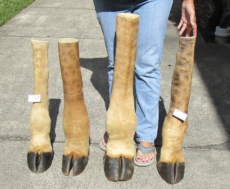 24 to 30 inches Taxidermy Giraffe Foot with Hoof for Sale