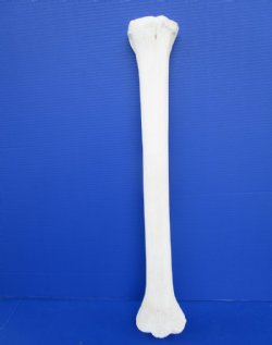 26 to 28 inches African Giraffe Metacarpal and Metatarsal Leg Bone <font color=red> Wholesale</font> - $124.99 each (SHIPS UPS ONLY)