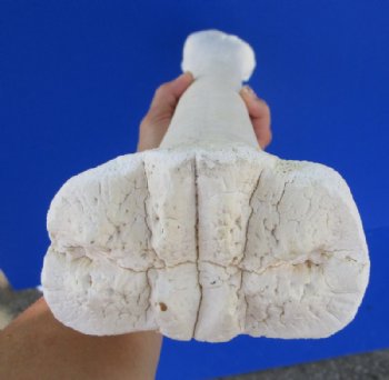 26 to 28 inches African Giraffe Metacarpal and Metatarsal Leg Bone <font color=red> Wholesale</font> - 3 @ $112 each (SHIPS UPS ONLY - Delivery Signature Required)