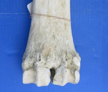 26 to 28 inches African Giraffe Metacarpal and Metatarsal Leg Bone <font color=red> Wholesale</font> - $144.99 each (SHIPS UPS ONLY)