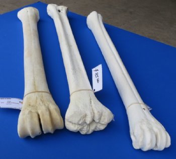 26 to 28 inches African Giraffe Metacarpal and Metatarsal Leg Bone <font color=red> Wholesale</font> - $144.99 each (SHIPS UPS ONLY)