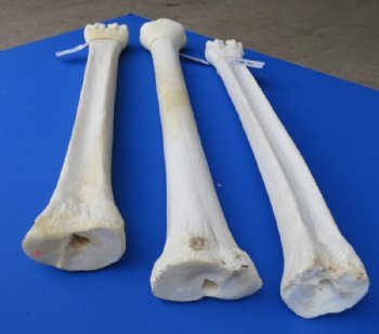 26 to 28 inches African Giraffe Metacarpal and Metatarsal Leg Bone <font color=red> Wholesale</font> - $144.99 each (SHIPS UPS ONLY)