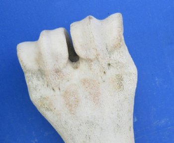 26 to 28 inches African Giraffe Metacarpal and Metatarsal Leg Bone <font color=red> Wholesale</font> - 3 @ $130 each (SHIPS UPS ONLY - Delivery Signature Required)