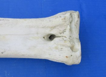26 to 28 inches African Giraffe Metacarpal and Metatarsal Leg Bone <font color=red> Wholesale</font> - $144.99 each (SHIPS UPS ONLY)