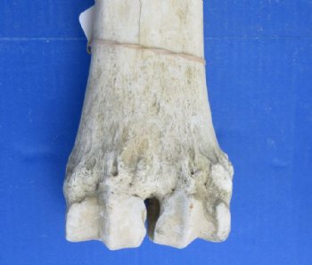 African Giraffe Metatarsal and Metacarpal Leg Bones <font color=red> Wholesale</font> 23 to 25 inches - $134.99 each; 3 @ $122.00 each  (SHIPS UPS ONLY)