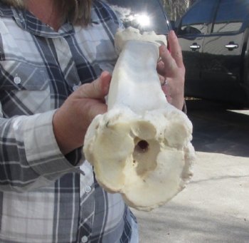 African Giraffe Metatarsal and Metacarpal Leg Bones <font color=red> Wholesale</font> 23 to 25 inches - $134.99 each; 3 @ $122.00 each  (SHIPS UPS ONLY)