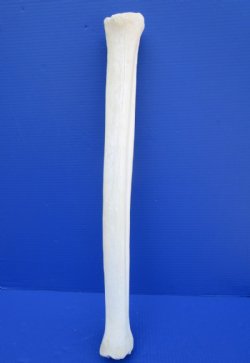 African Giraffe Metatarsal and Metacarpal Leg Bones <font color=red> Wholesale</font> 24 to 28 inches - $95 each; 3 @ $85 each 