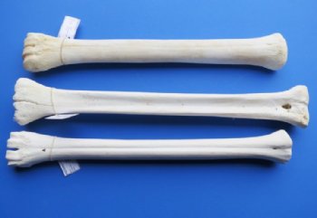 20 to 22 inches African Giraffe Leg Bones <font color=red> Wholesale</font> - $99.99 each (SHIPS UPS ONLY)
