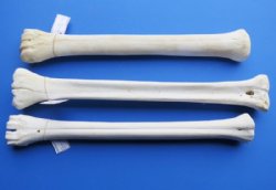 20 to 22 inches African Giraffe Leg Bones <font color=red> Wholesale</font> - $99.99 each (SHIPS UPS ONLY)