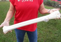 26 to 28 inches African Giraffe Metacarpal and Metatarsal Leg Bone <font color=red> Wholesale</font> - 3 @ $112 each (SHIPS UPS ONLY - Delivery Signature Required)