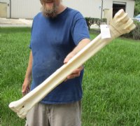 26 to 28 inches African Giraffe Metacarpal and Metatarsal Leg Bone <font color=red> Wholesale</font> - 3 @ $112 each (SHIPS UPS ONLY - Delivery Signature Required)