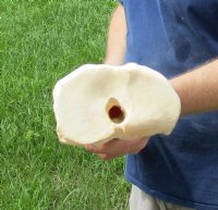 26 to 28 inches African Giraffe Metacarpal and Metatarsal Leg Bone <font color=red> Wholesale</font> - 3 @ $112 each (SHIPS UPS ONLY - Delivery Signature Required)