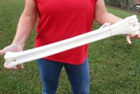 African Giraffe Metatarsal and Metacarpal Leg Bones <font color=red> Wholesale</font> 23 to 25 inches - $114.99 each; 3 @ $105.00 each  (SHIPS UPS ONLY)