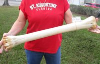 African Giraffe Metatarsal and Metacarpal Leg Bones <font color=red> Wholesale</font> 23 to 25 inches - $114.99 each; 3 @ $105.00 each  (SHIPS UPS ONLY)