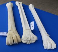 20 to 22 inches African Giraffe Leg Bones <font color=red> Wholesale</font> - $99.99 each (SHIPS UPS ONLY)