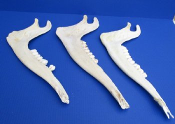 Giraffe Lower Jaw Bones <font color=red> Wholesale</font> 15 to 18 inches long - 2 @ $45 each; 3 @ $40 each